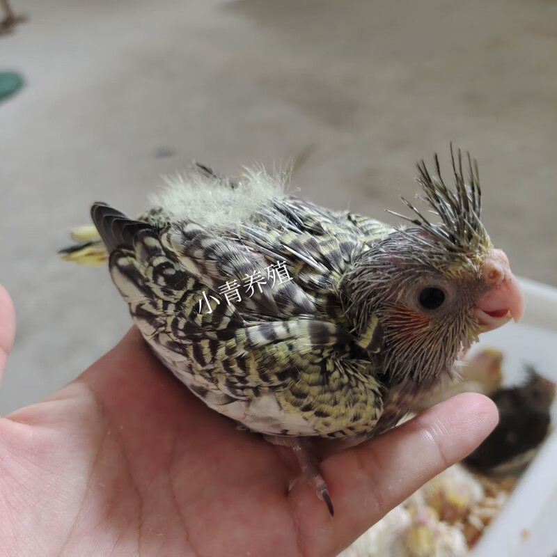 玄鳳鸚鵡活鸚鵡雛鳥幼鳥半毛說話鳥手養鳥觀賞鳥虎皮牡丹大鳥 藍銀頂