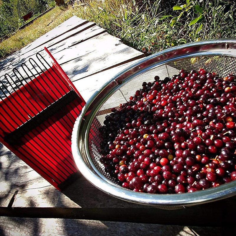 欧格达(ougeda)新款蓝莓采摘器带手柄蓝莓铲采摘神器园林工具摘蓝莓