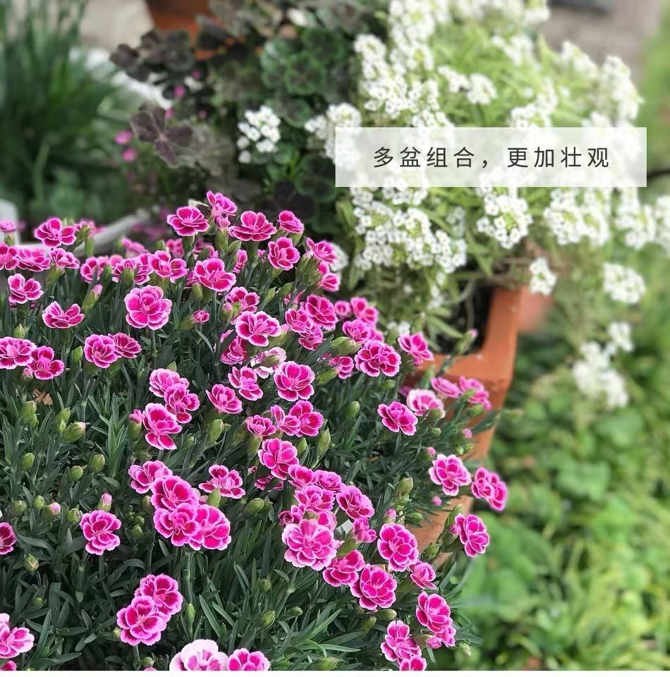 芊阙欧石竹初吻盆栽耐寒地被绿植庭院草坪四季开花不死花卉花期长
