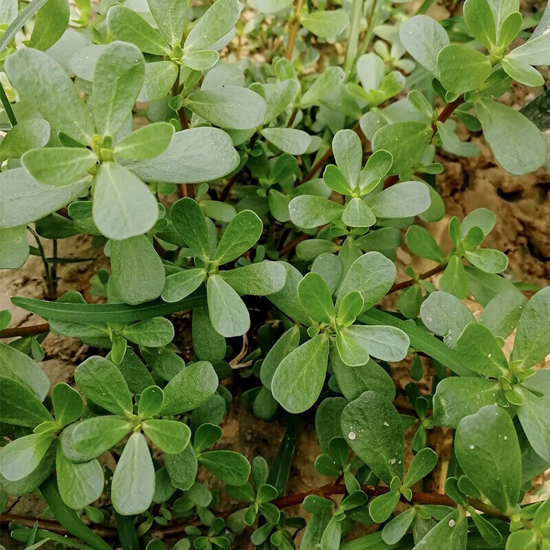 香葶苑 馬齒莧種子 馬菜麻菜馬齒菜種子 多次採收 五行菜種子 長壽菜