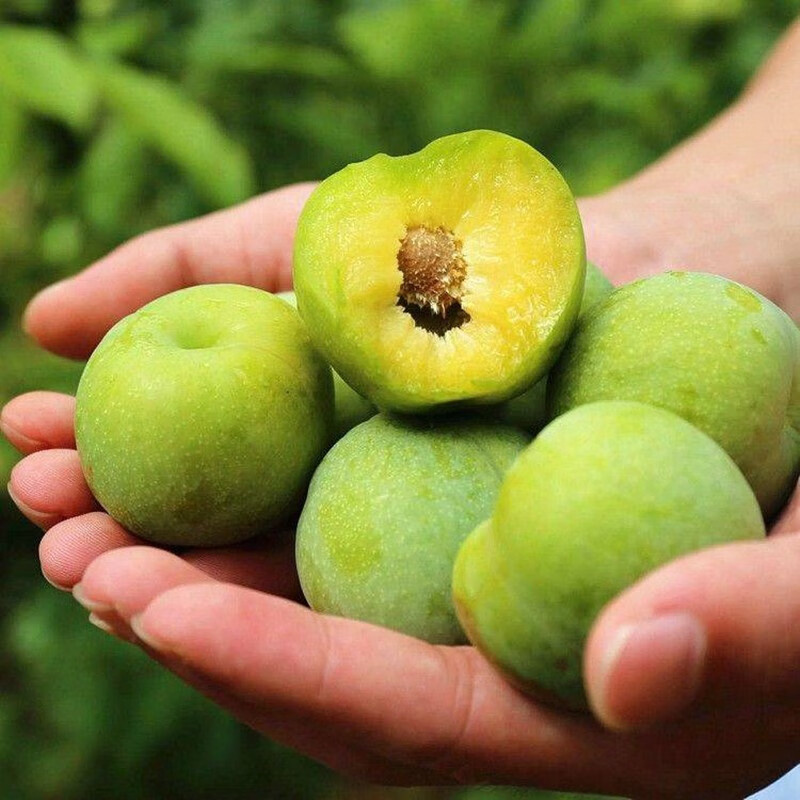 果树苗沿河沙子空心李苗 嫁接空心李子苗 沙子空心李树苗 111cm(含)