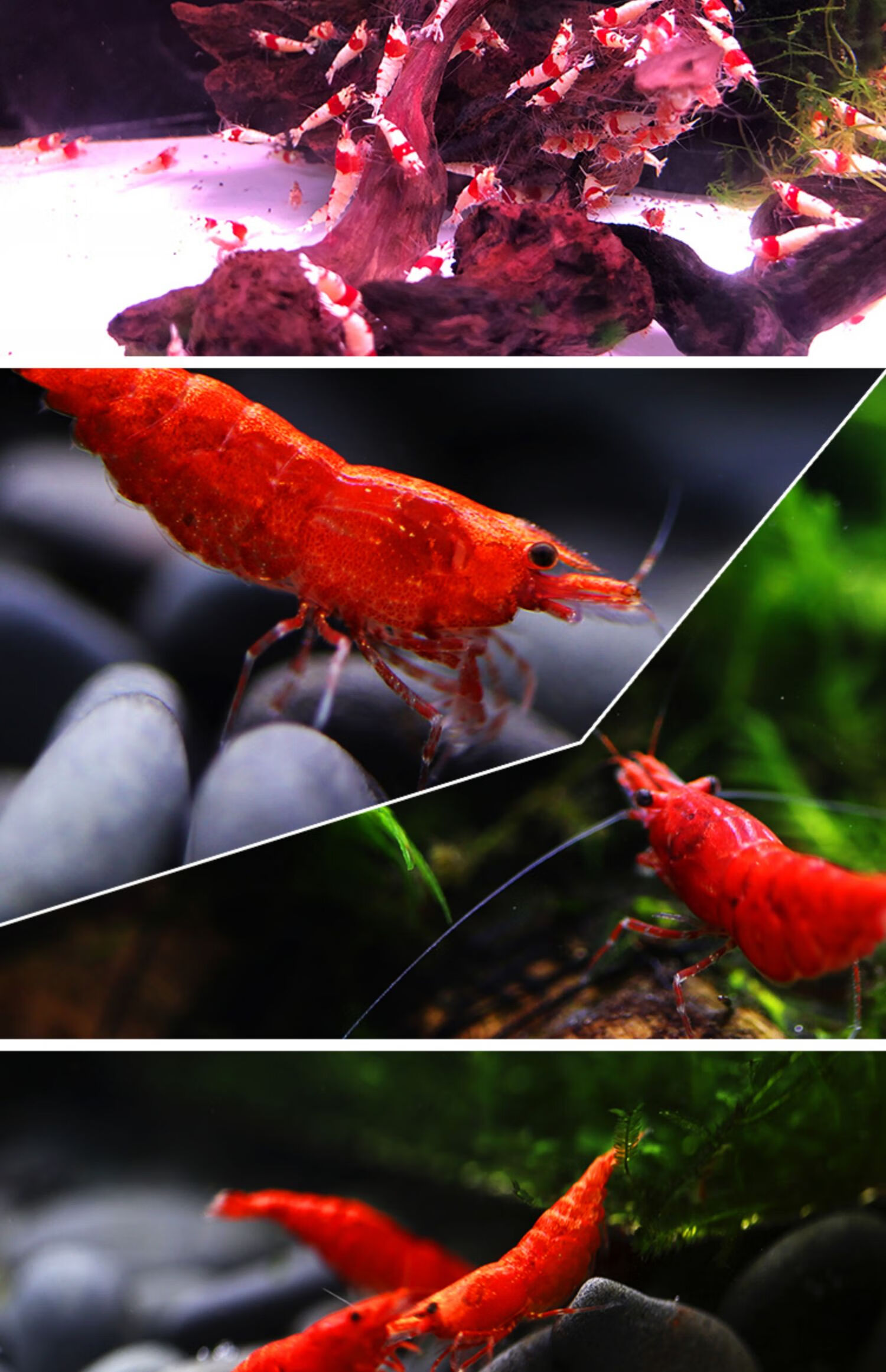 观赏虾淡水工具虾红黑壳水晶虾除藻清洁虾琉璃虾活体观赏虾活体 红