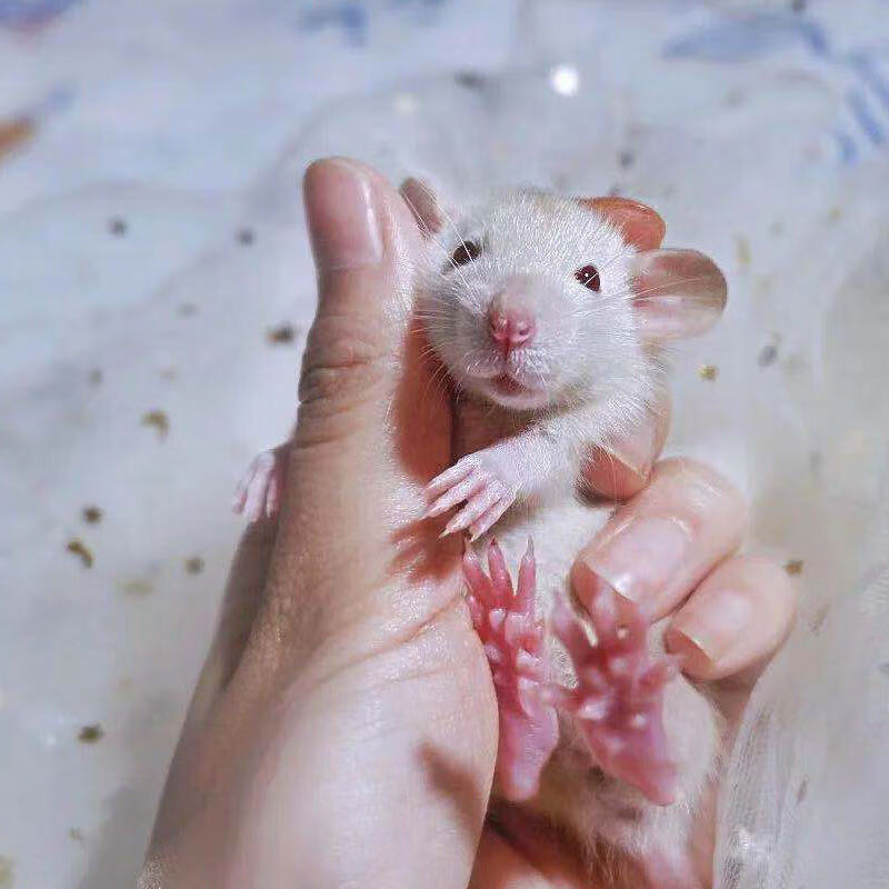 荣郁人认主人飞象鼠活物宠物飞象耳俄蓝色浅蓝色鼠