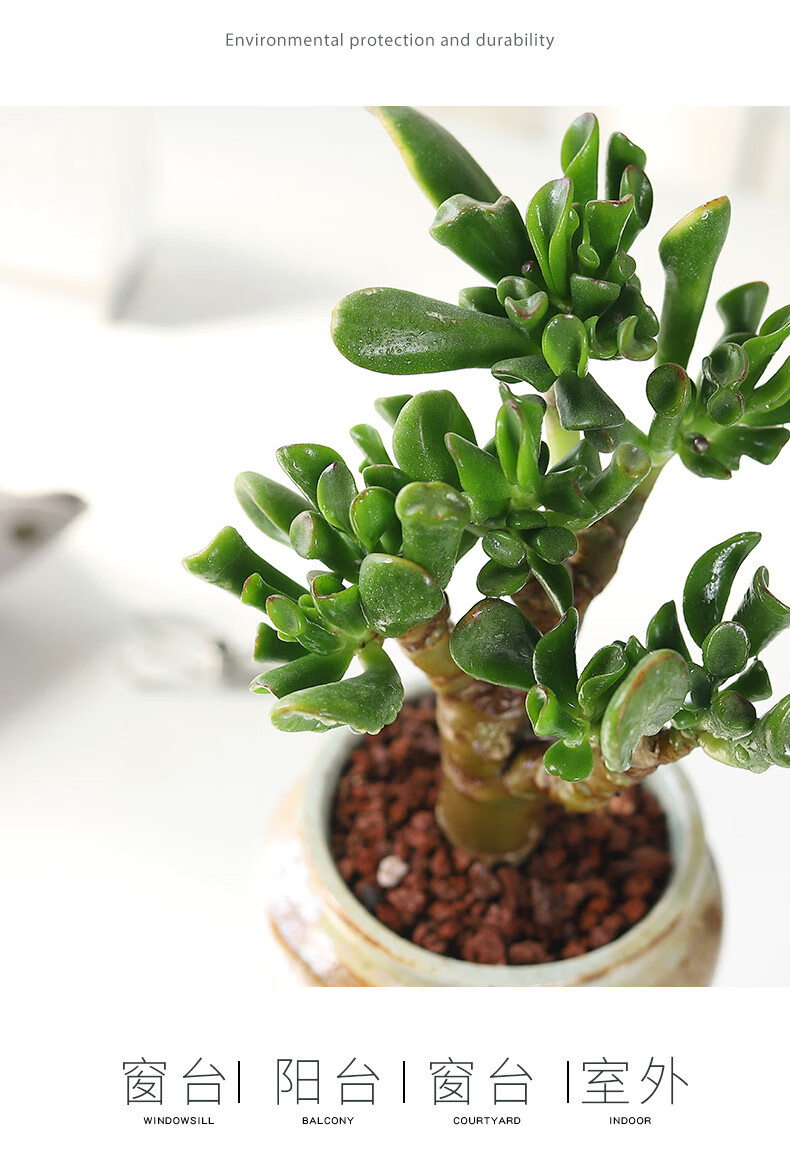 吸财树多肉植物清棚大老桩贵货室外花卉盆栽易活肉肉四季钱串2年苗吸