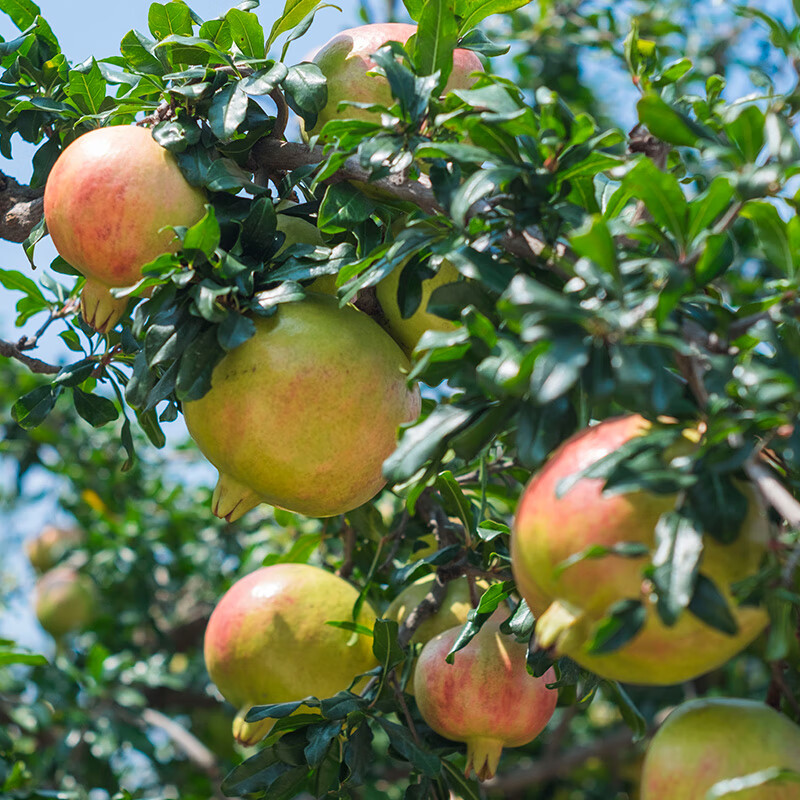 石榴树苗无籽水晶石榴苗南方北方种植庭院地栽盆栽果树苗当年结果红