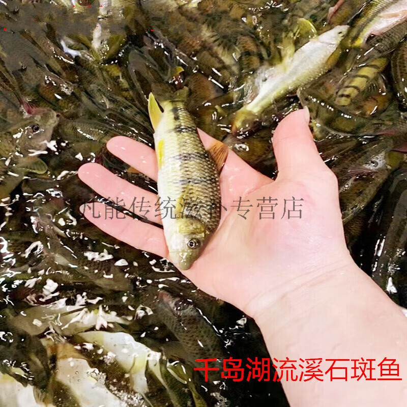 千島湖溪水石斑魚紅腹光唇魚新鮮活魚淡水冷水小溪魚活魚現殺1斤活魚