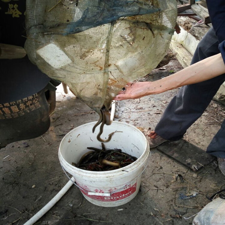 10个装黄鳝笼水上漂鳝黄鳝笼子深水鳝笼捕黄鳝泥鳅网捕鳝工具boussac