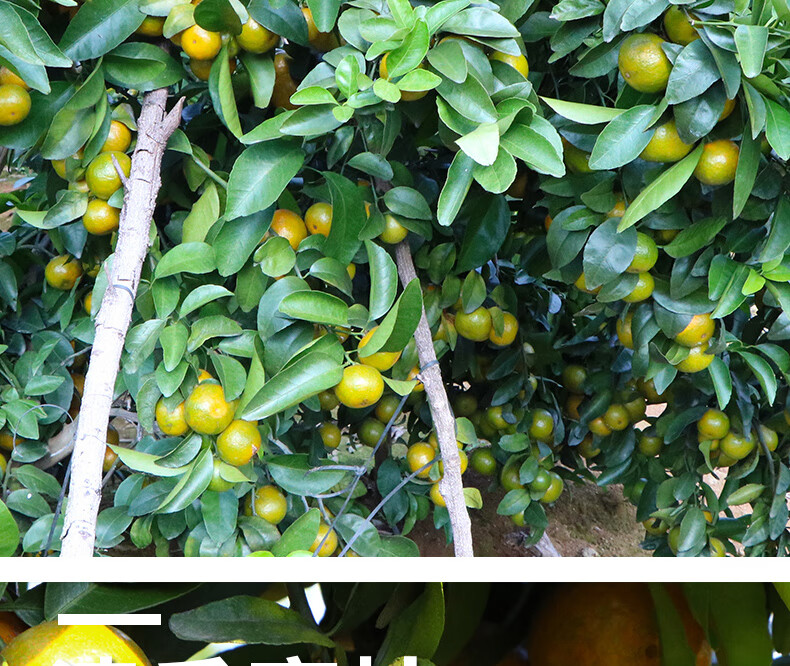 (jd物流)橘子云南青橘蜜桔应季青皮橘子新鲜水果 大果 5斤【图片 价格