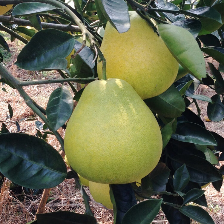 正宗安福蚕子江西特产萍乡吉安新鲜柚子水果井冈山金兰柚5斤10斤精选