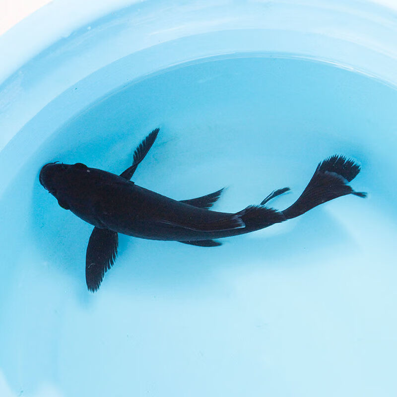 【店铺推荐】锦鲤鱼活体观赏鱼锦鲤鱼小鱼鱼苗淡水冷水鱼草金鱼易养耐