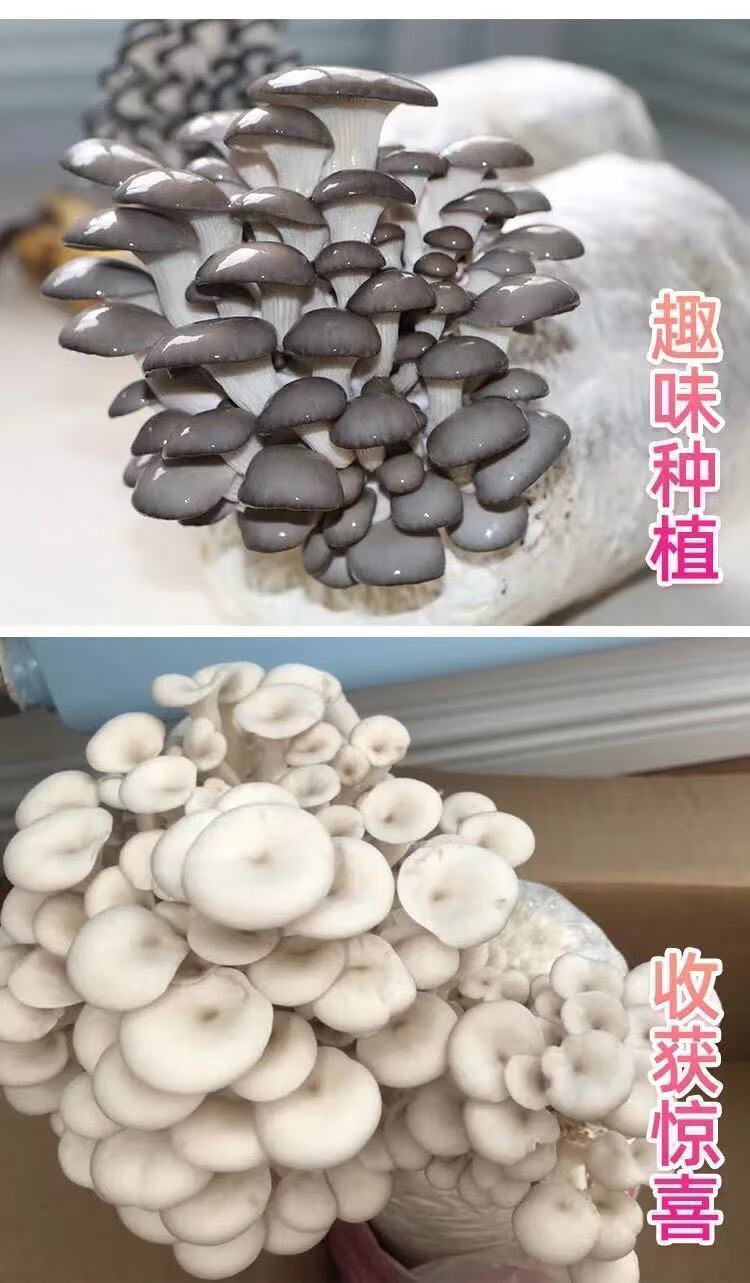 不出菇包赔家庭种植蘑菇菌包食用菌棒蘑菇种植包食用平菇菌灰姬菇发3