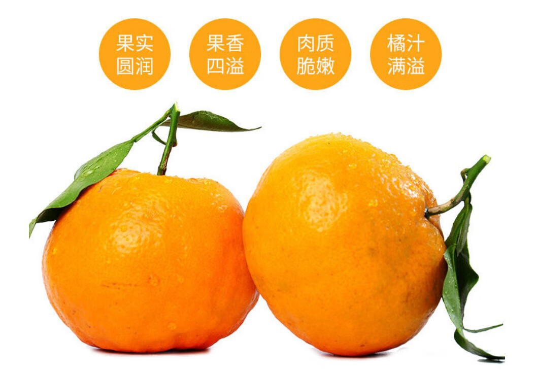 【杺儿果园】 春见耙耙柑新鲜水果 果肉爱媛细腻多汁 85及以上特大果