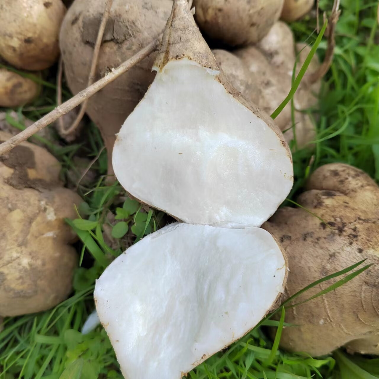 贵州农家现挖凉薯新鲜白地瓜脆甜番薯白心薯地萝卜大果蔬菜 5斤 大果