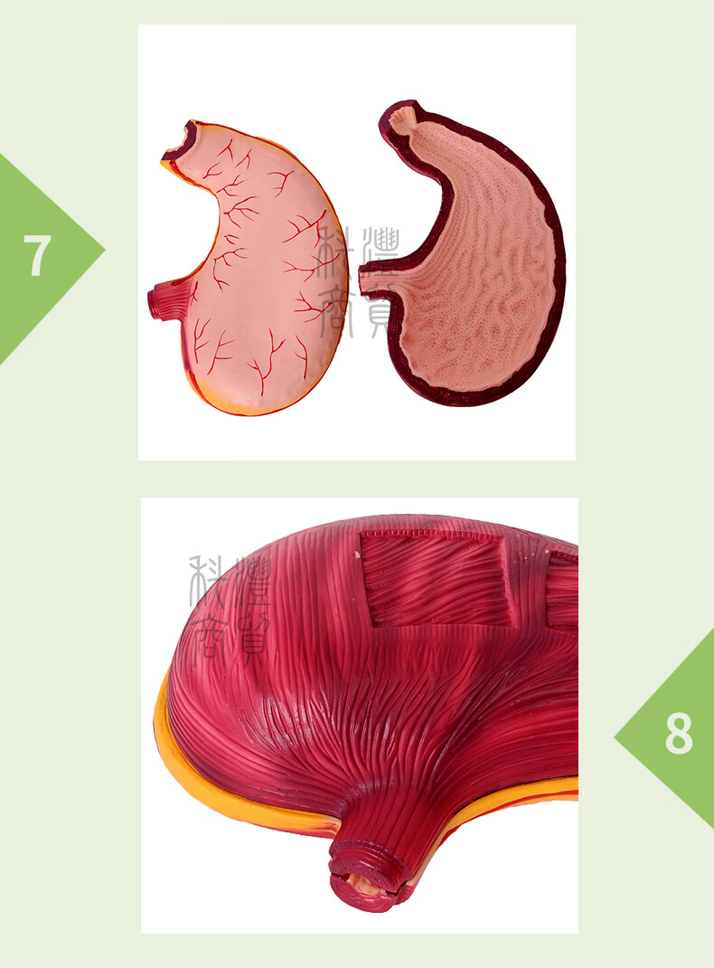 胃解剖結構醫用人體胃解剖模型胃病疾病展示教學用人體消化系統器官