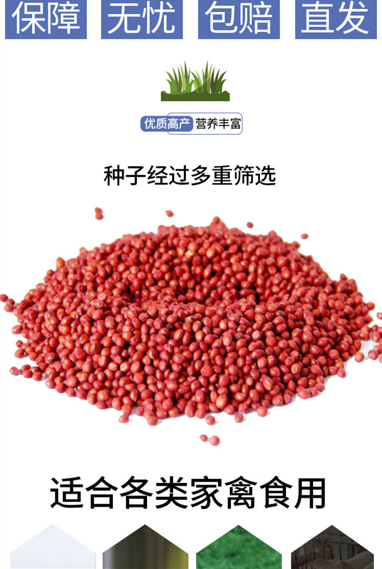 赤卉杂交高丹王草种籽苏丹草种子四季高产牧草种子喂猪牛羊鱼兔草籽