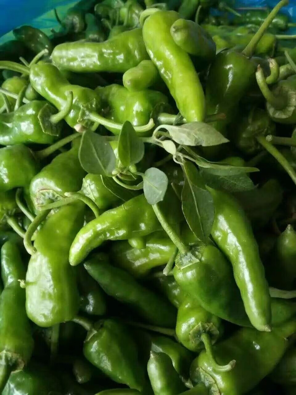 江西余干辣椒余干丰收辣椒2斤江西特产正宗新鲜余干丰收辣椒枫树辣椒