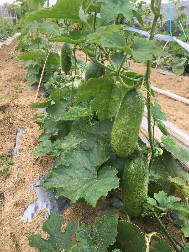 【当天发货】农家毛节瓜3斤应季蔬菜新鲜小冬瓜嫩节瓜现摘现发5斤 3斤