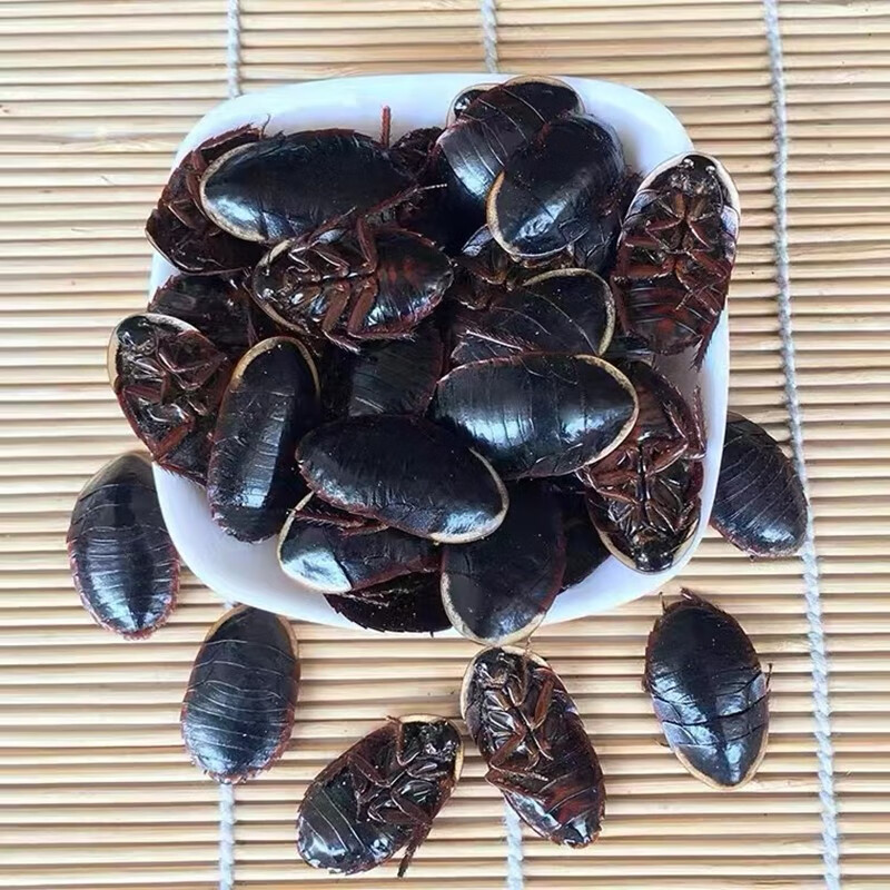 同仁堂原料 金边土鳖虫 广西产大个头整个 金边土鳖虫 土别虫 中药材