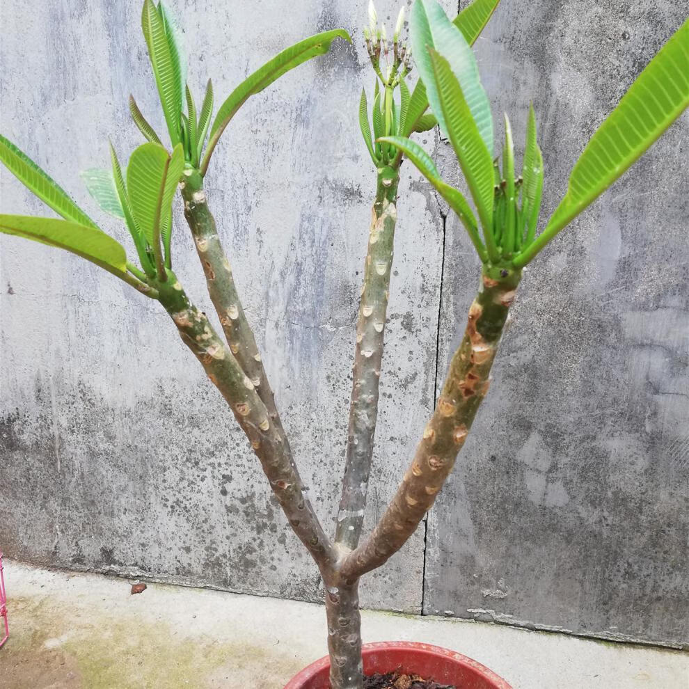 鸡蛋花树鸡蛋花盆栽树苗红黄多色鸡蛋花树苗绿植开花香z1 双色50 厘米