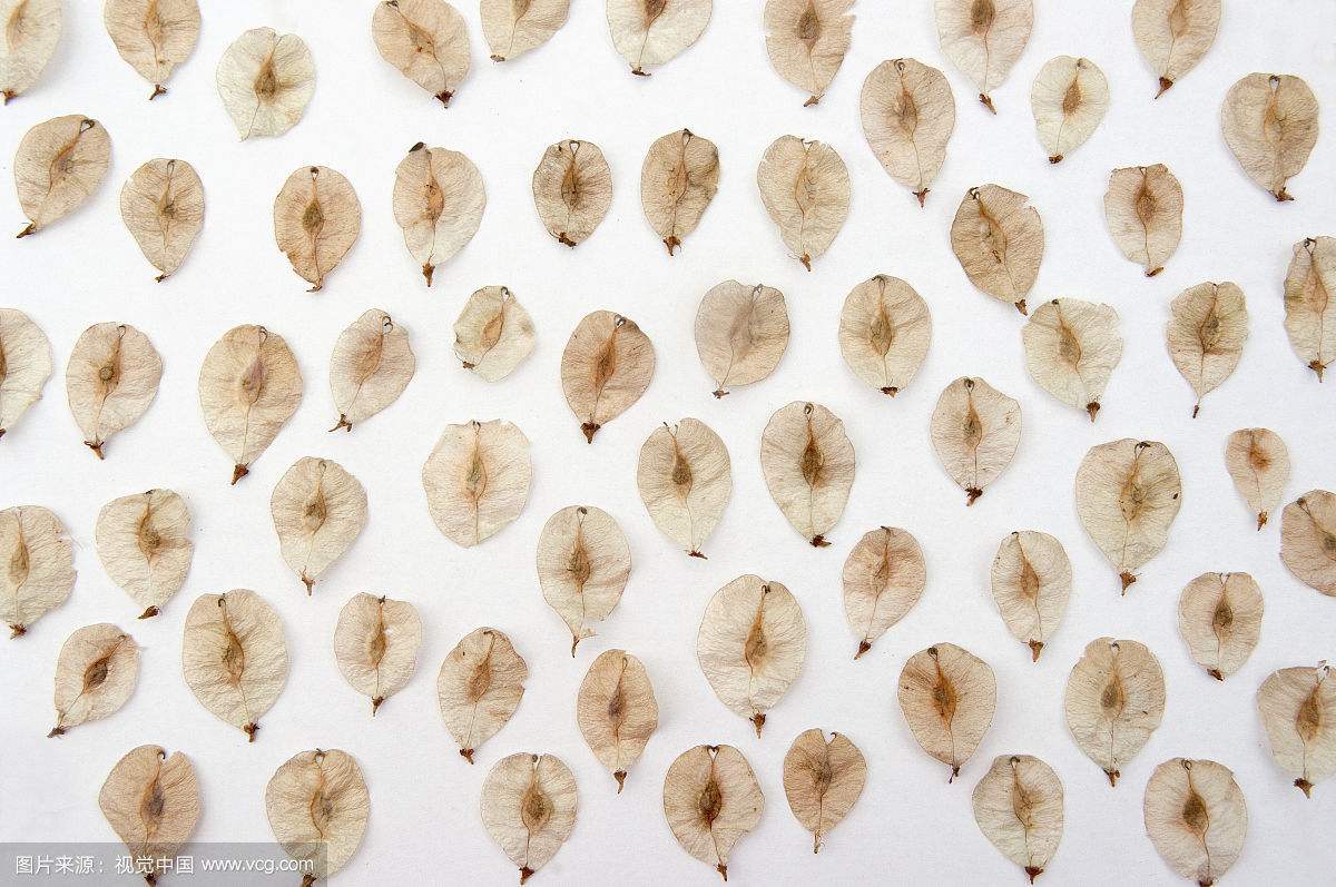 榆树种籽榆树墙种子榆树的种子白榆树种子榆树钱金叶榆榔榆种子 白榆