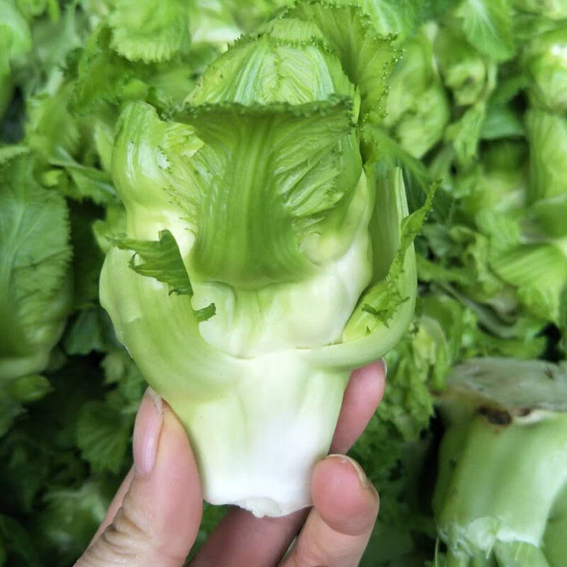 四川儿菜新鲜鲜嫩菜娃娃菜抱儿菜南充芥菜整棵带母子发货泡菜榨菜8斤