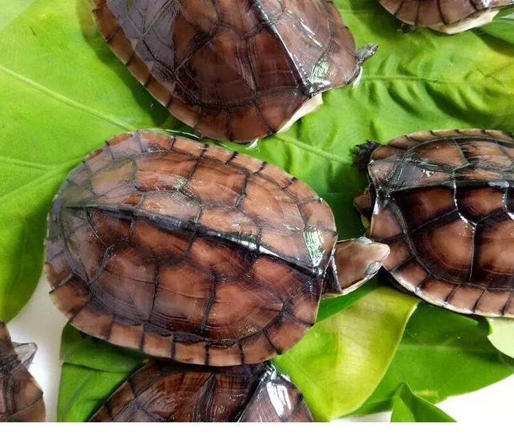 易萌 南石龟活体越南纯种南石活体龟苗招财观赏风水龟乌龟活物 4-5cm