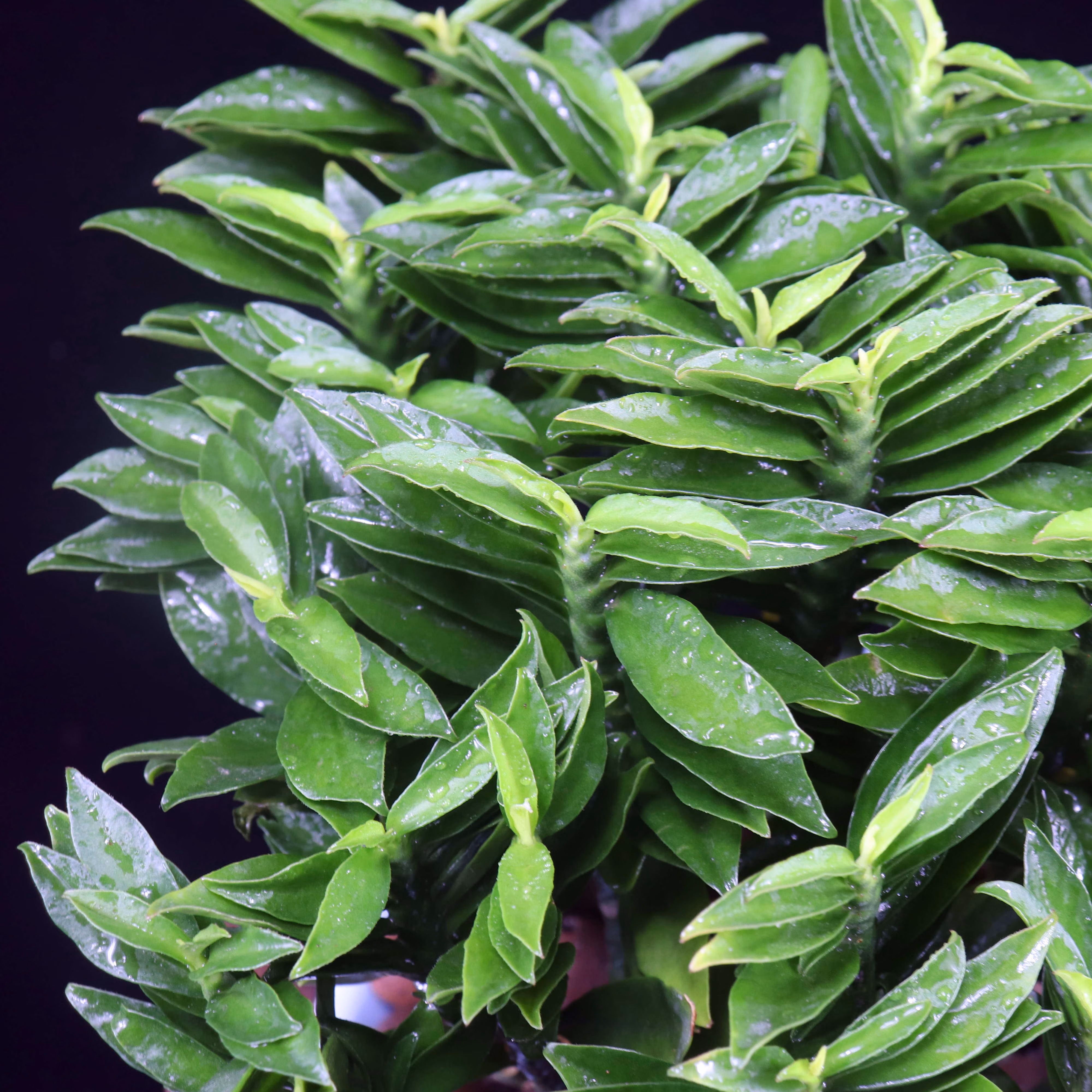 玉蜻蜓盆栽室内植物四季常青办公室好养绿植净化空气吸甲醛 玉蜻蜓 白