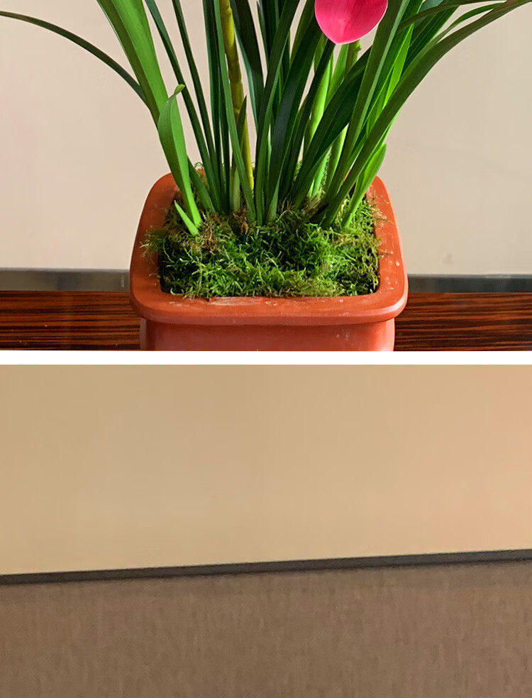 超香兰花红贵人浓香型盆栽四季好养建兰花卉绿植兰草兰花苗红凤冠4苗