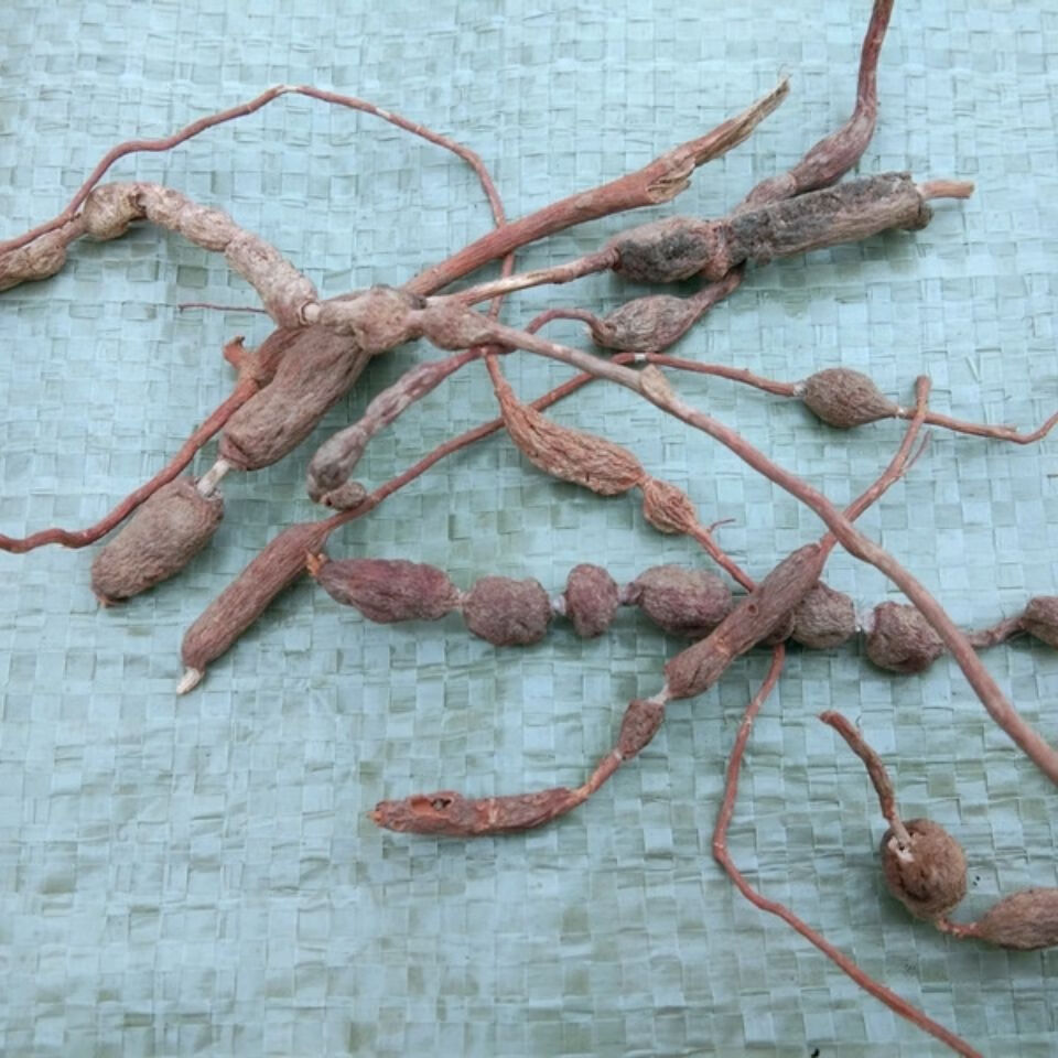 伟博贵州草药鸡筋参 中药材黄鸡胖黄鸡郎长叶数珠肉质膨大根干货500克