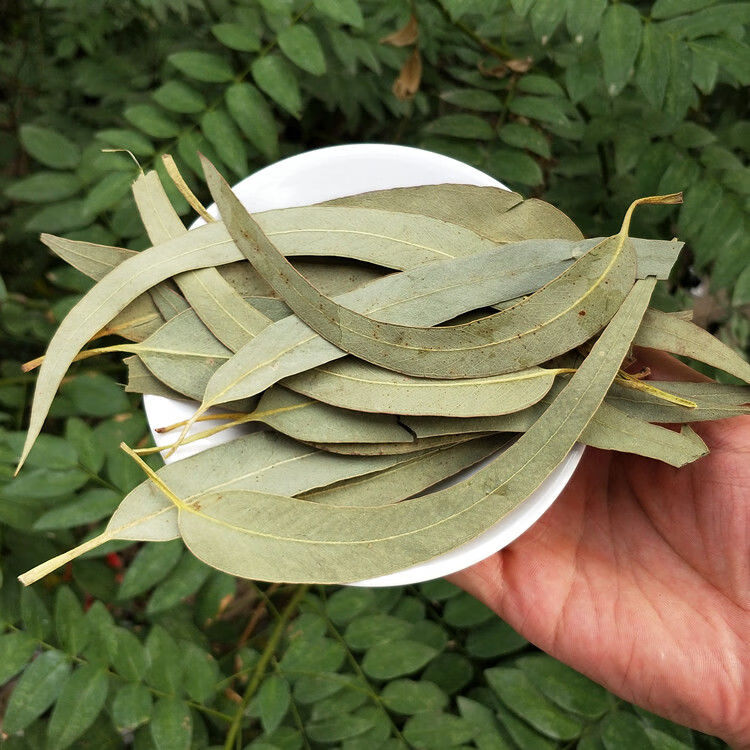 野生桉树叶500g-100g桉叶小按树叶蜜袋鼯除臭零食按树叶尤加利叶 桉树