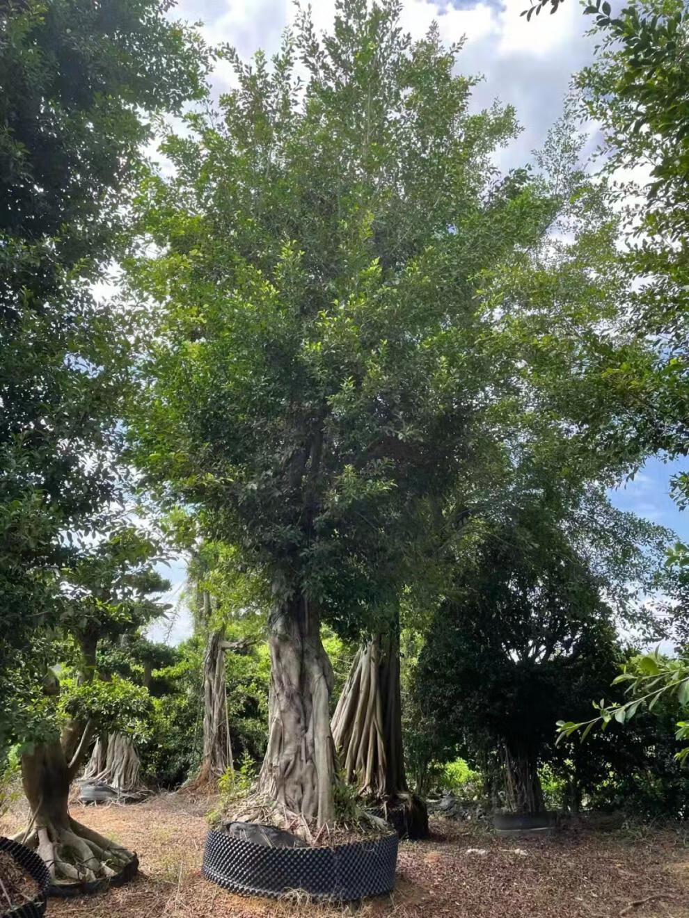 文静花坊 榕树细叶榕长根须庭院园林风景树独木成林常青公路旁绿化