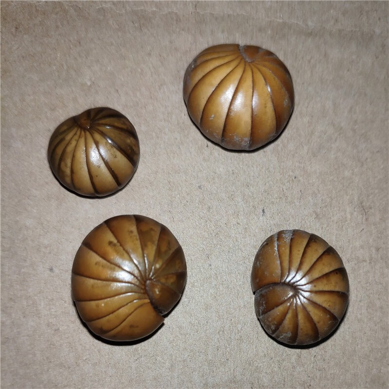 药声录yaoshenglu中药材滚山虫滚山珠地罗汉滚山珠虫100克