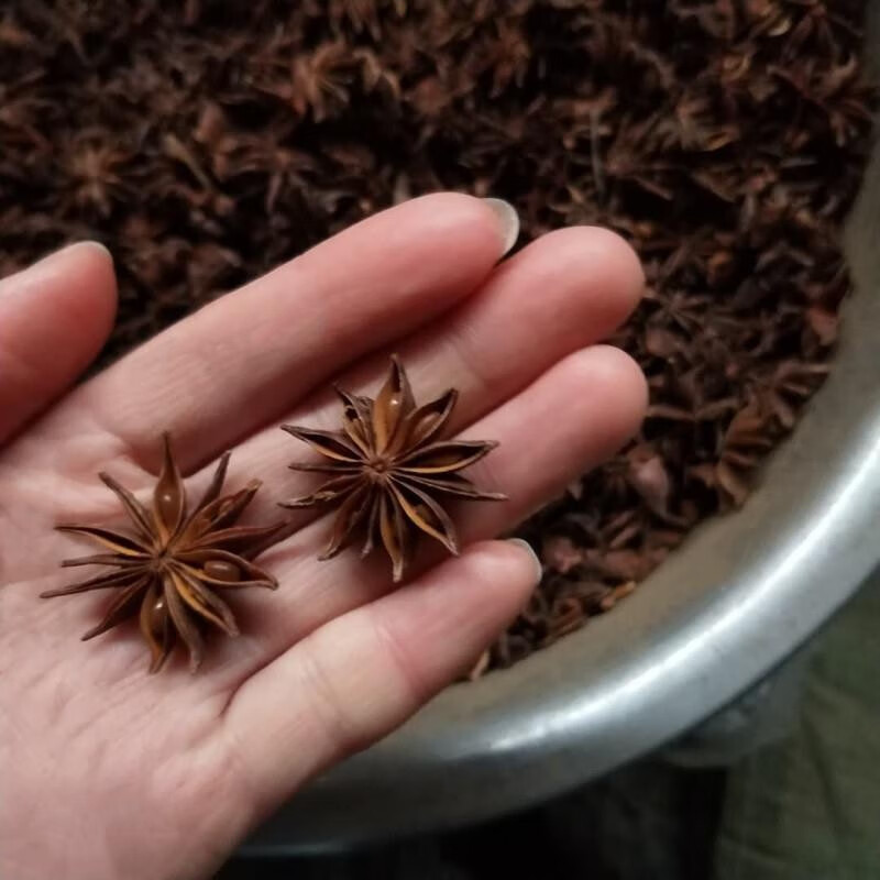 北京莽草中藥材野八角 山大茴野生釣魚餌 山八角茴香醉魚野外釣魚野釣