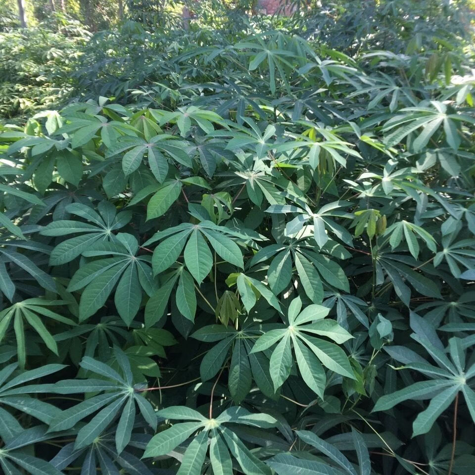 现采现发木薯叶 南洋薯叶 树薯叶 木番薯叶(新鲜) 1000g【图片 价格