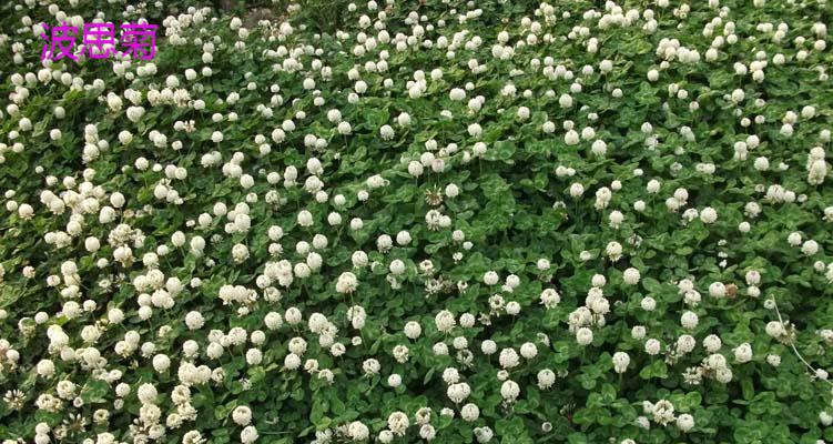 草坪黑麦草与普通黑麦草区别图片