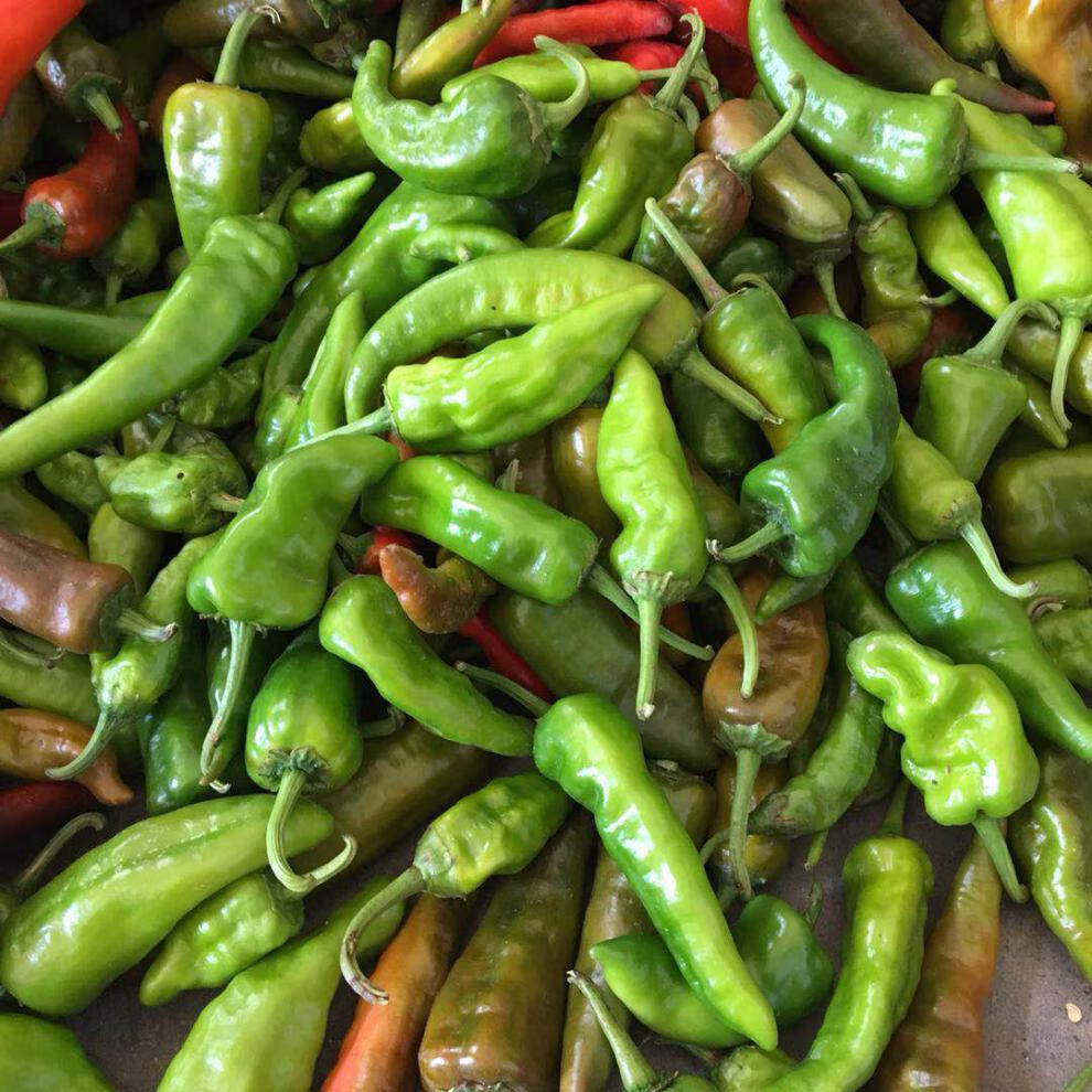 新鲜土辣椒湖北露天土辣椒薄皮青辣椒尖椒圆椒做泡椒5斤