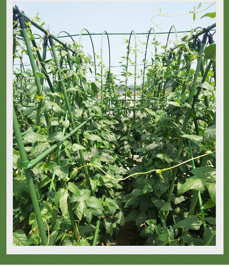 豆角架杆种菜搭架子杆爬藤架网茄子架百香果支架黄瓜番茄花藤蔬菜阳台