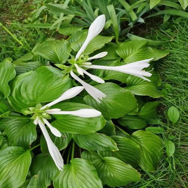 白玉钻草药图片