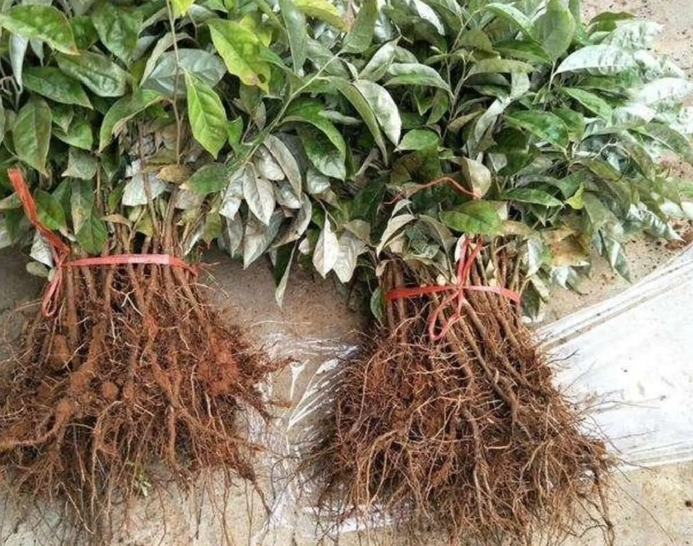 槿骁德甜二号羊奶果树苗纯甜羊奶果苗胡颓子羊奶果苗盆栽地栽庭院种植