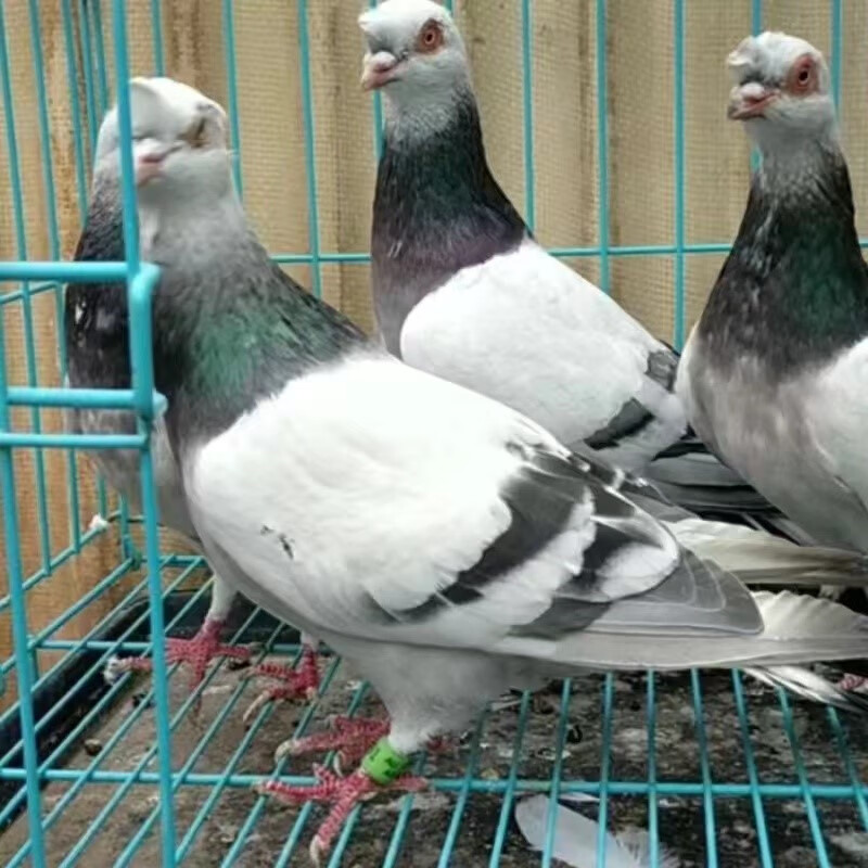 鸽子活体 高飞鸽子 甘谷高飞 四川铜麻高飞鸽子 甘谷高飞三花青年一对