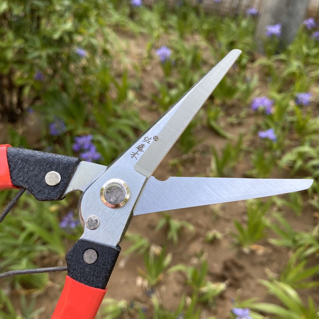 摘果剪采果剪刀蔬果剪稀果剪园艺修剪工具柑橘苹果葡萄采摘剪 佐藤木