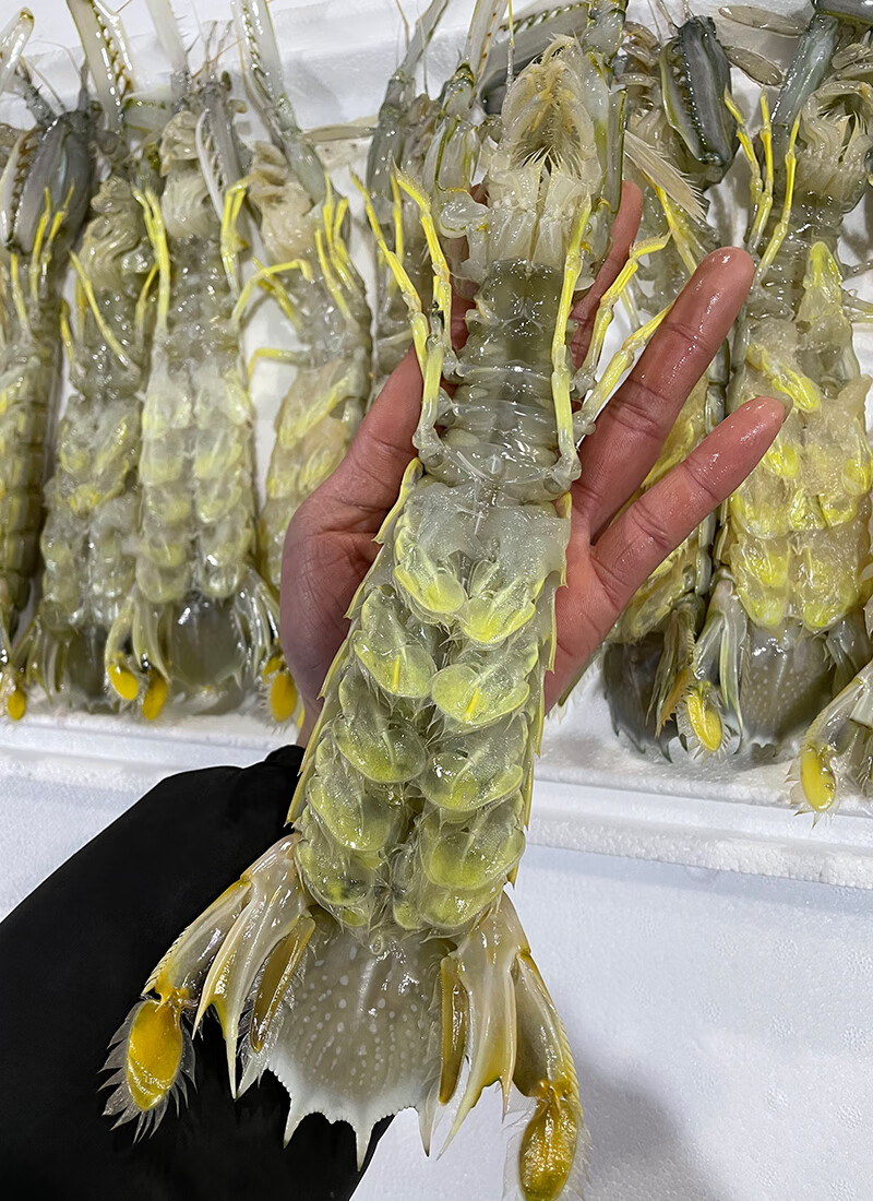顺丰多地次日达皮皮虾泰国富贵虾特大鲜活速冻冷冻水产活冻琵琶虾濑尿
