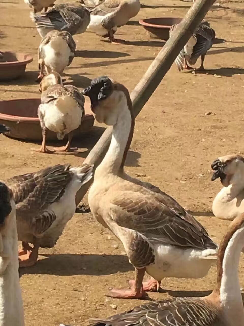 正宗獅頭鵝苗特大種純種小鵝活體飼料灰獅頭鵝苗特大型巨型鵝苗pk