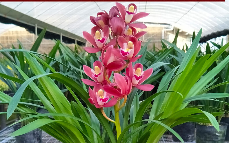 名贵兰花苗【红将军】办公室绿植室内盆栽花卉阳台客厅建兰兰草h 【带