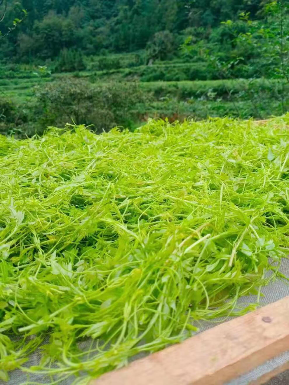 新鲜莓茶图片图片