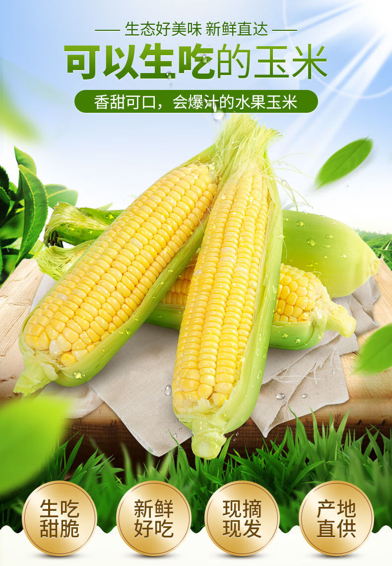 l广西新鲜玉米水果玉米 甜玉米鲜玉米棒1根装爆浆玉米粒甜脆可生吃 九