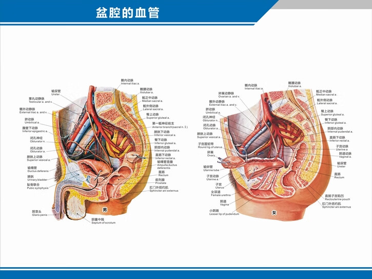 煌福轩科室挂图 人体血管分布图肝门静脉盆腔解剖图中英文医学医院