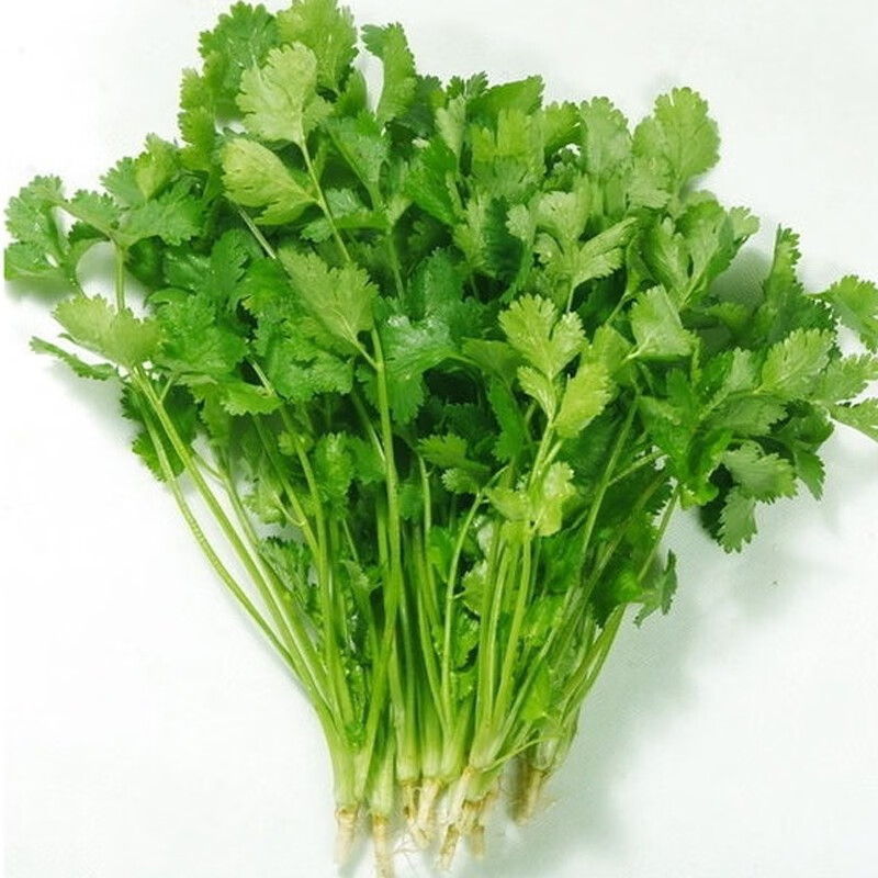 大叶香菜四季耐抽苔抗热大叶香菜种子香芫荽种子蔬菜种子 5斤1袋