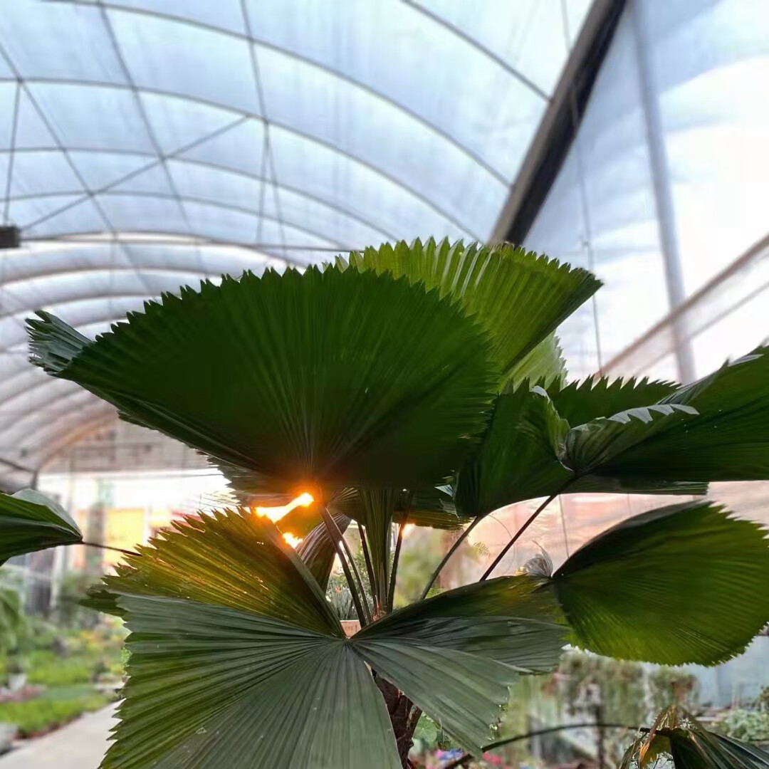 鹿凌青圆叶轴榈轴棕叶大美丽盆栽室内办公喜阴好养活绿植风植物成品