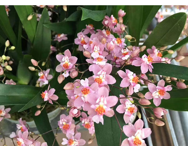 迷你文心兰梦香兰花盆栽带花苞浓香跳舞兰香水兰花苗原盆土发货 浓香